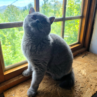 Femmina blu da riproduzione