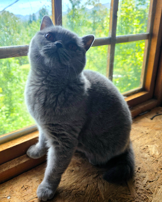 Femmina blu da riproduzione