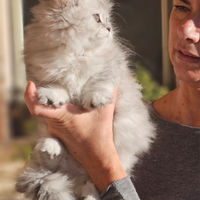 Tirabaci Highland Straight con Pedigree