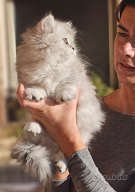 Tirabaci Highland Straight con Pedigree