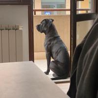 Cane Corso per monta