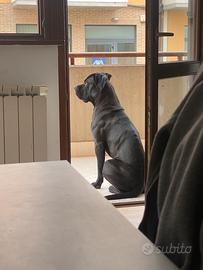 Cane Corso per monta