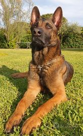 Pastore Belga Malinois e Pastore Olandese