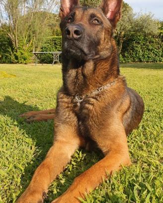 Pastore Belga Malinois e Pastore Olandese