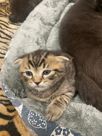 Cuccioli British scottish straight