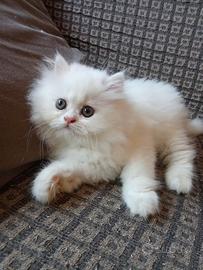 Gattino persiano bianco