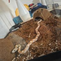 Serpente del grano.femmina