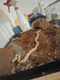 Serpente del grano.femmina