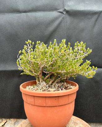 Bonsai Timo