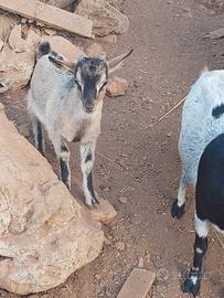 capretto  tibetano  maschio 