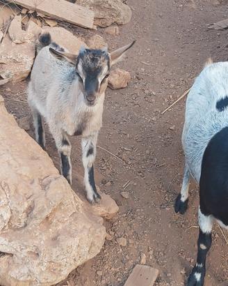capretto  tibetano  maschio 