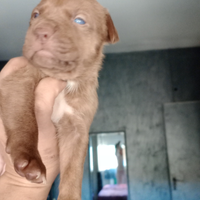 Pitbul
