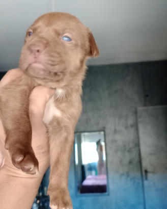 Pitbul