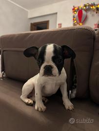 Bulldog francese