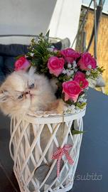 gatto persiano