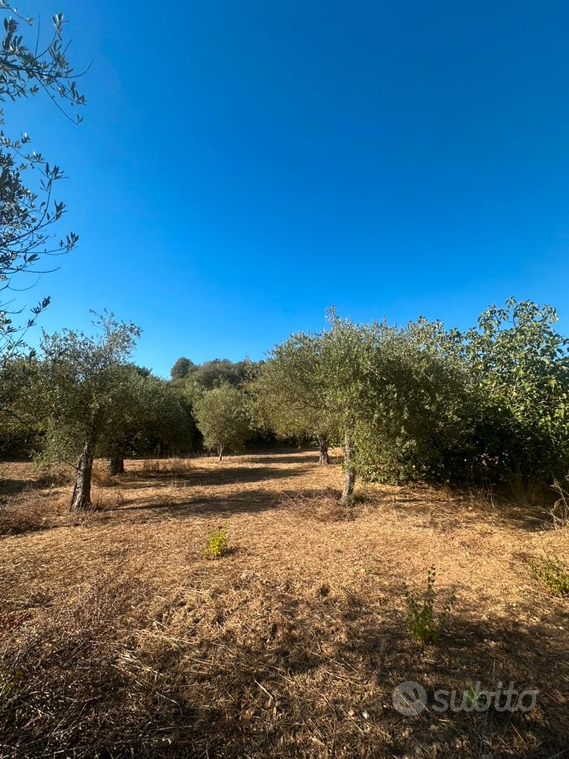 Terreno con ulivetto - Vista 5