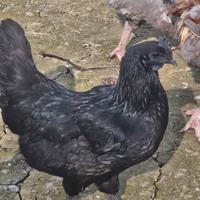Ayam cemani gallina