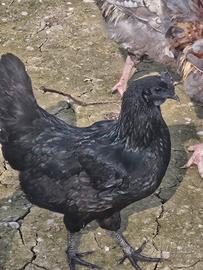 Ayam cemani gallina