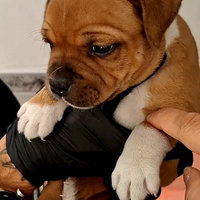 Staffordshire bull terrier cuccioloo