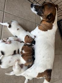 Cuccioli jack Russel terrier