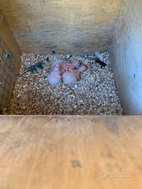 Inseparabili e calopsite pulli e coppie