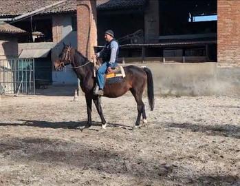 Cavallo