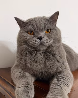 Accopiamento gatto scottish /brittish