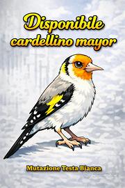 Cardellino Mauro testa bianca