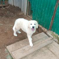 Maremmano abruzzese 2 mesi e mezzo