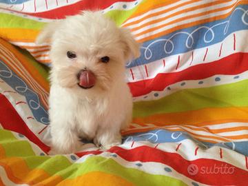 Maltese