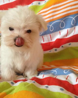 Maltese