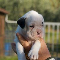 Boxer cuccioli