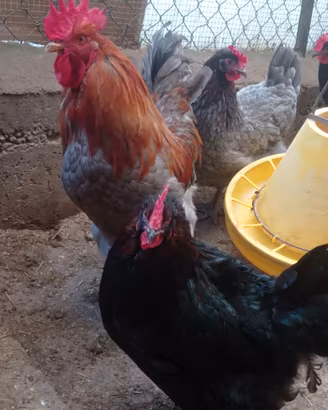 Pulcini marans
