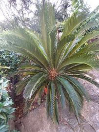 Palma chicas per giardino