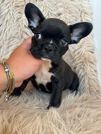 Bulldog francese