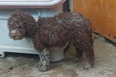 Cucciolo Lagotto romagnolo