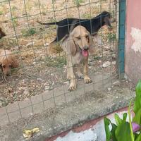 Cuccioli segugi italiani