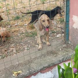 Cuccioli segugi italiani