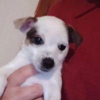 Cuccioli Jack Russel