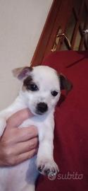 Cuccioli Jack Russel