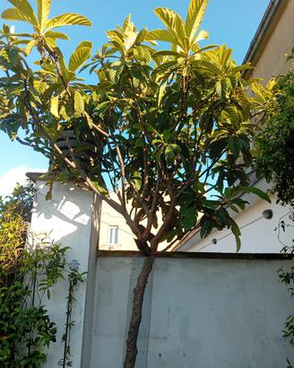 pianta Nespolo