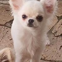 Cucciolo chihuahua con pedigree
