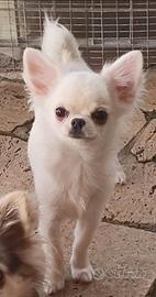 Cucciolo chihuahua con pedigree