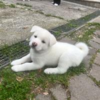 Cani, Akita Inu, 2 mesi