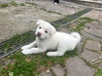Cani, Akita Inu, 2 mesi