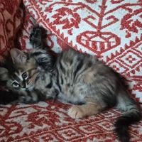 Gattini main coon/siberiani