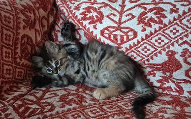 Gattini main coon/siberiani