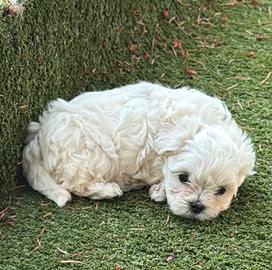 Cuccioli di maltese