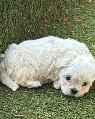Cuccioli di maltese