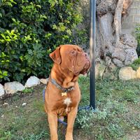 Disponibile per Monta